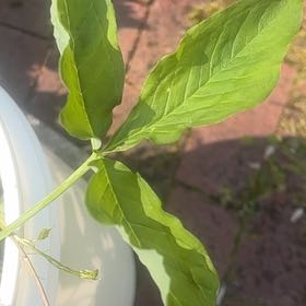 Photo of the plant species Dragon Root by @NimbleInchworm named Osmo on Greg, the plant care app