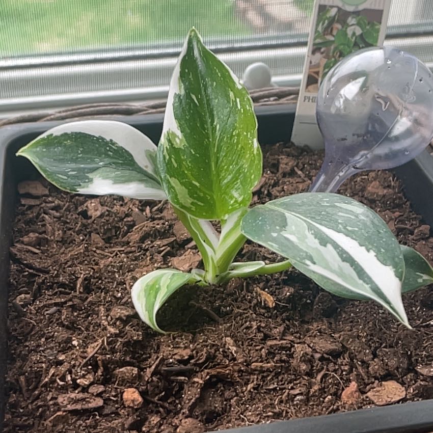 Photo of the plant species White Wizard by @McPlantFace named Baesil on Greg, the plant care app