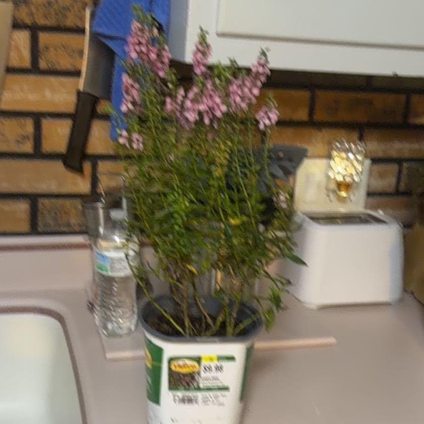 Photo of the plant species Angelonia by @WordsmithBibi14 named Prince on Greg, the plant care app