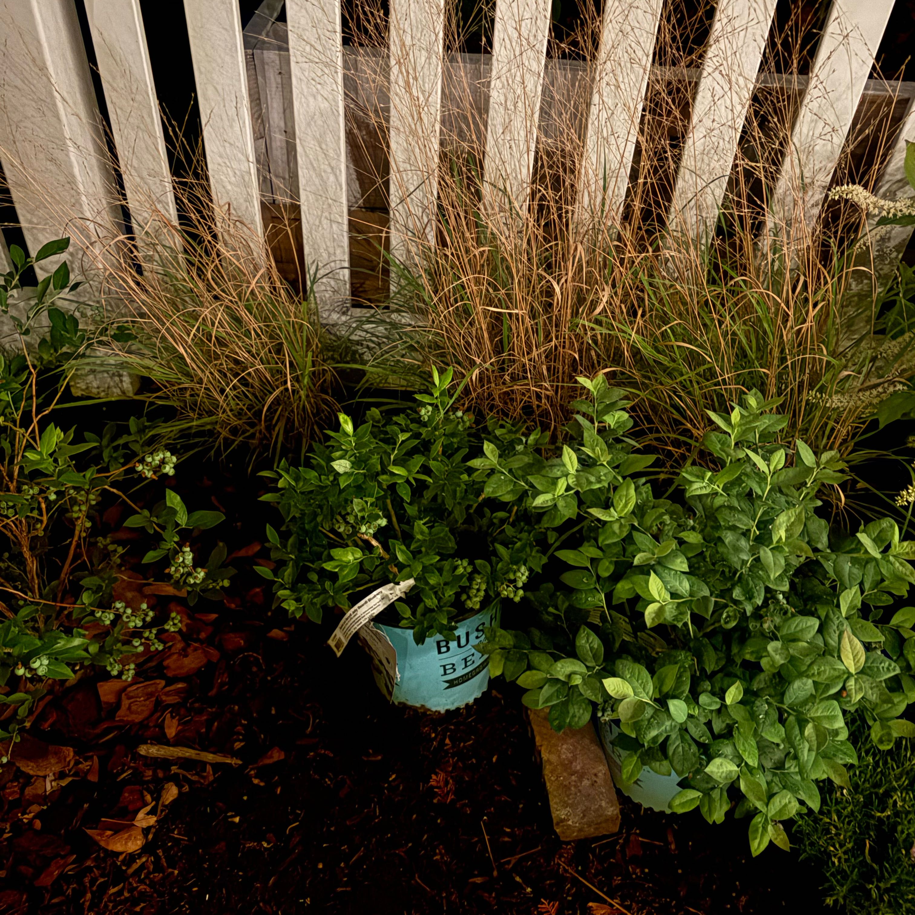 Photo of the plant species BlueBerry by @MovingBogbean named Beyonce on Greg, the plant care app