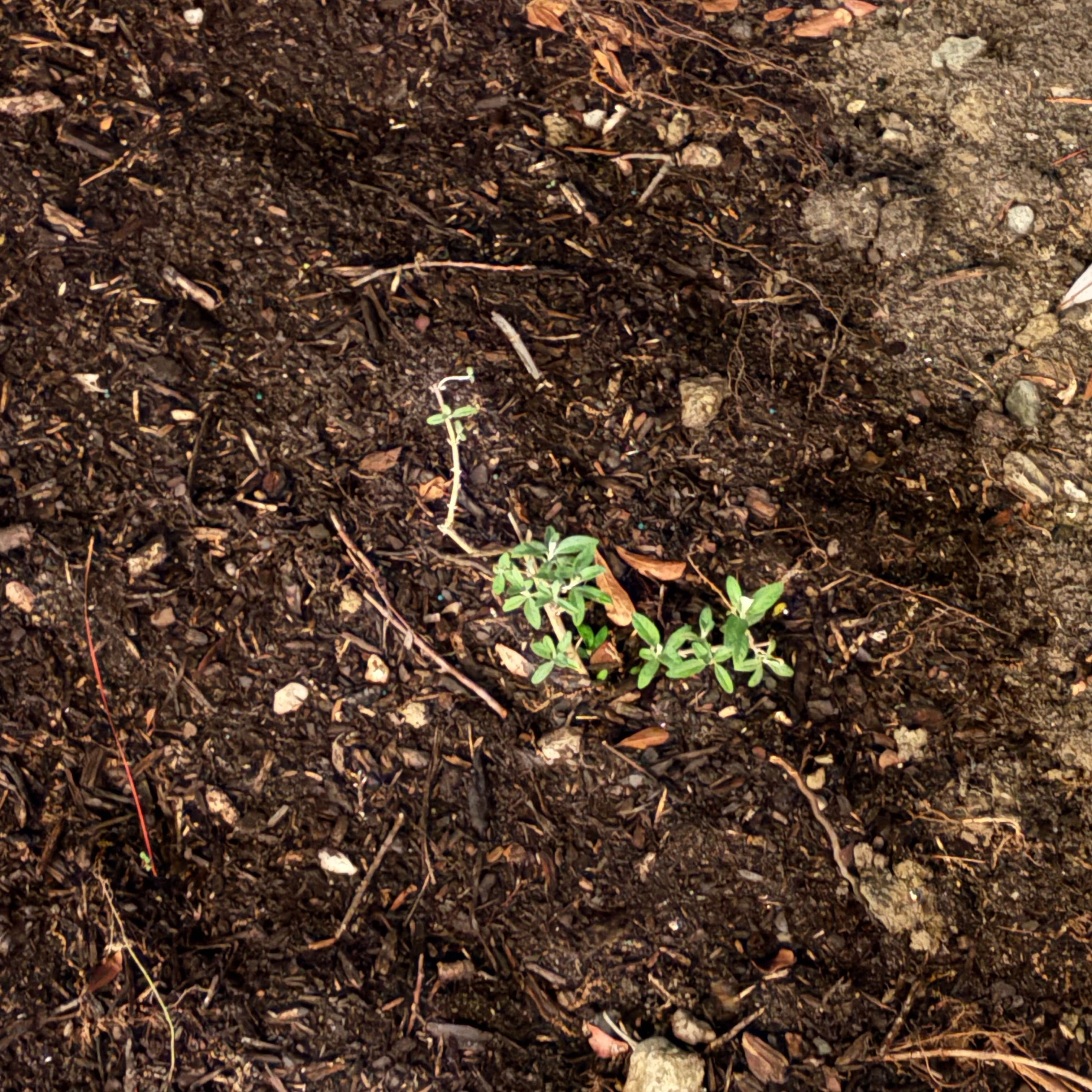 Photo of the plant species Miss Molly Butterfly Bush by @MovingBogbean named Demi on Greg, the plant care app