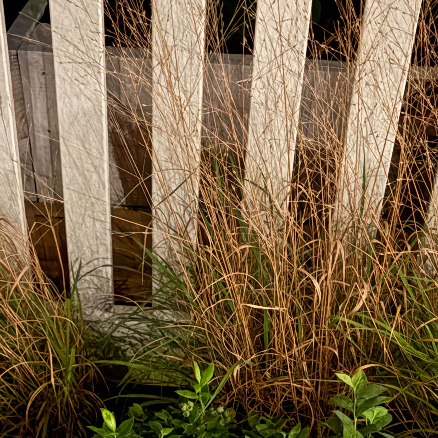 Photo of the plant species Switchgrass 'Merlot' by @MovingBogbean named Rainier on Greg, the plant care app