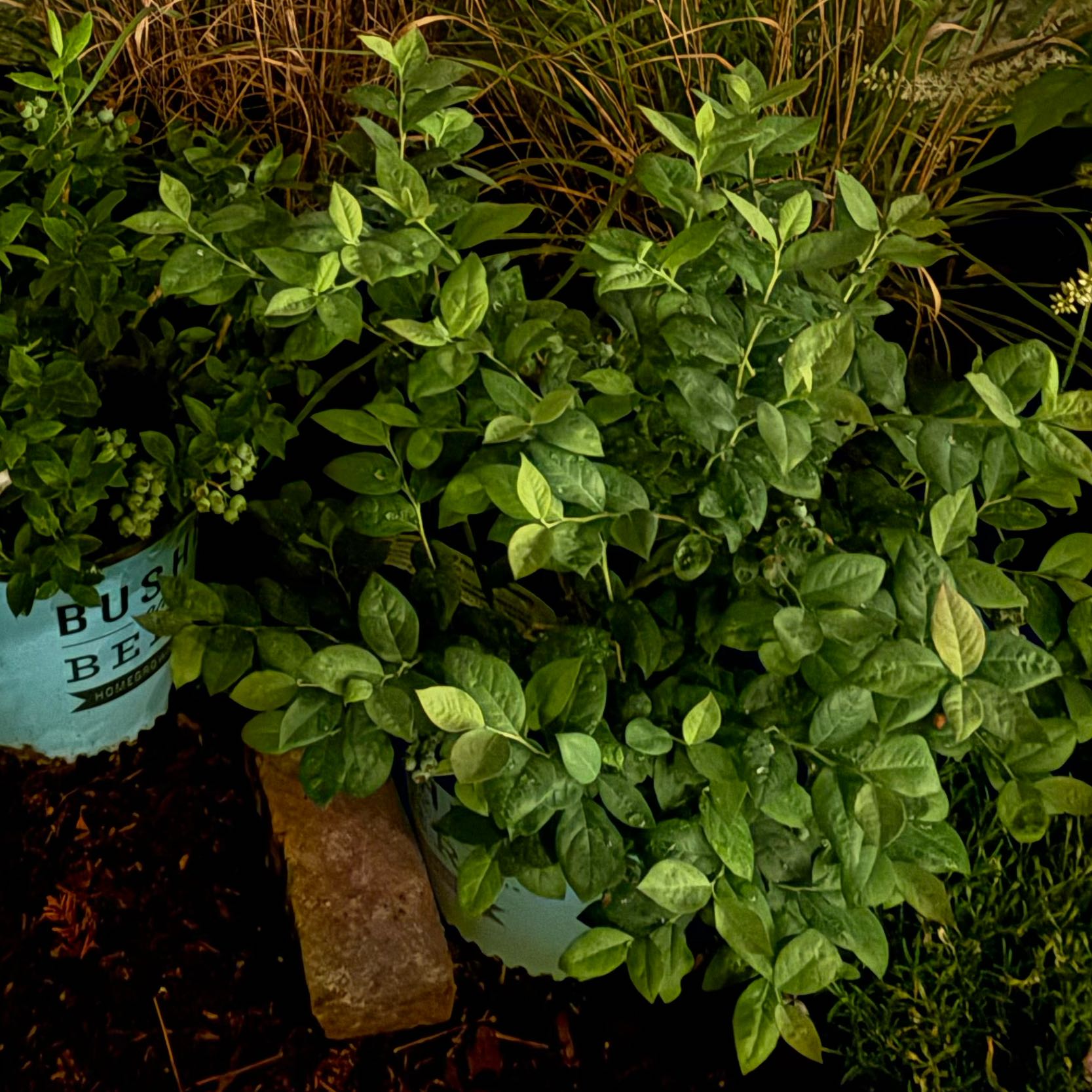 Photo of the plant species Pink Icing Blueberry by @MovingBogbean named Plato on Greg, the plant care app