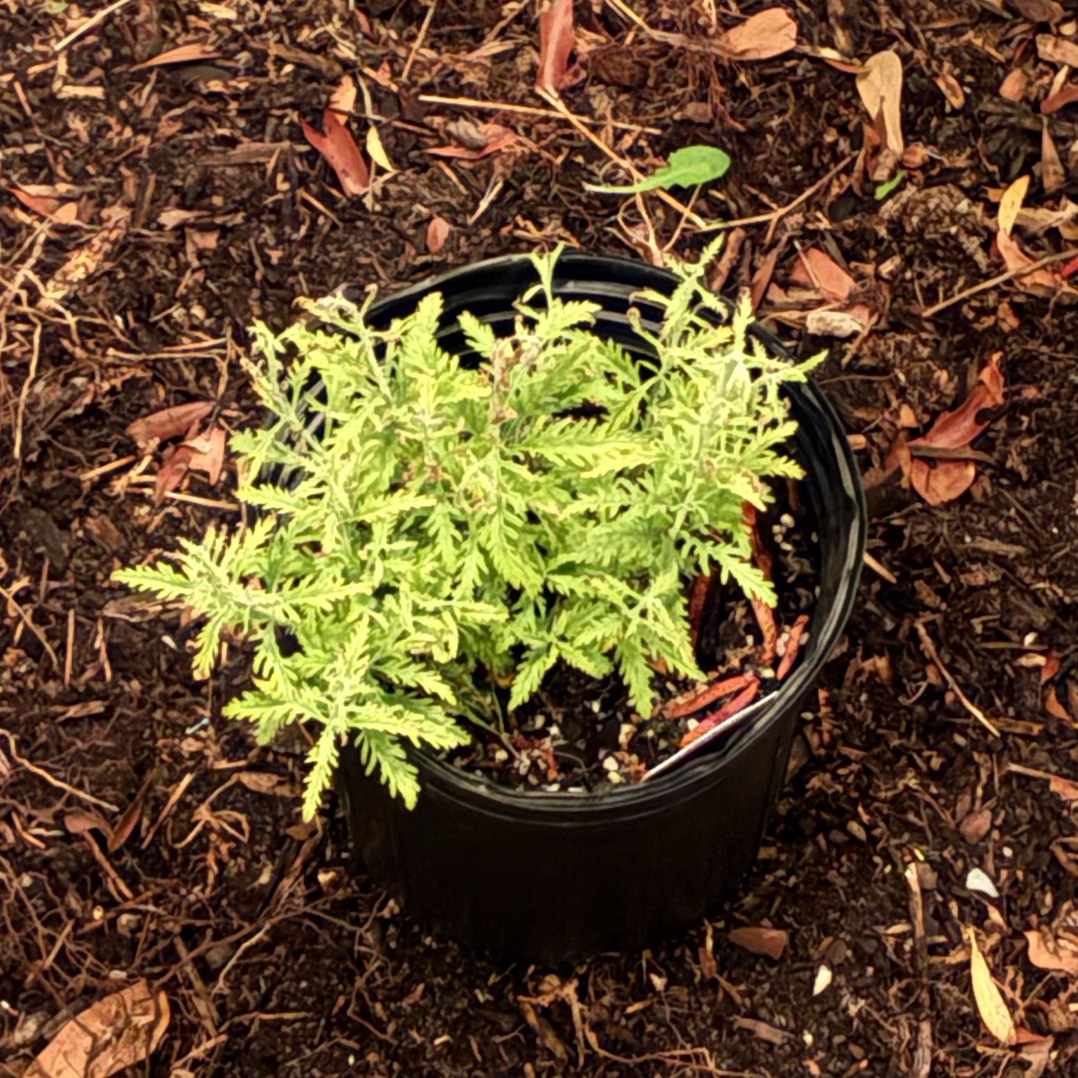 Photo of the plant species Russian Sage 'Blue Jean Baby' by @MovingBogbean named Marilyn on Greg, the plant care app