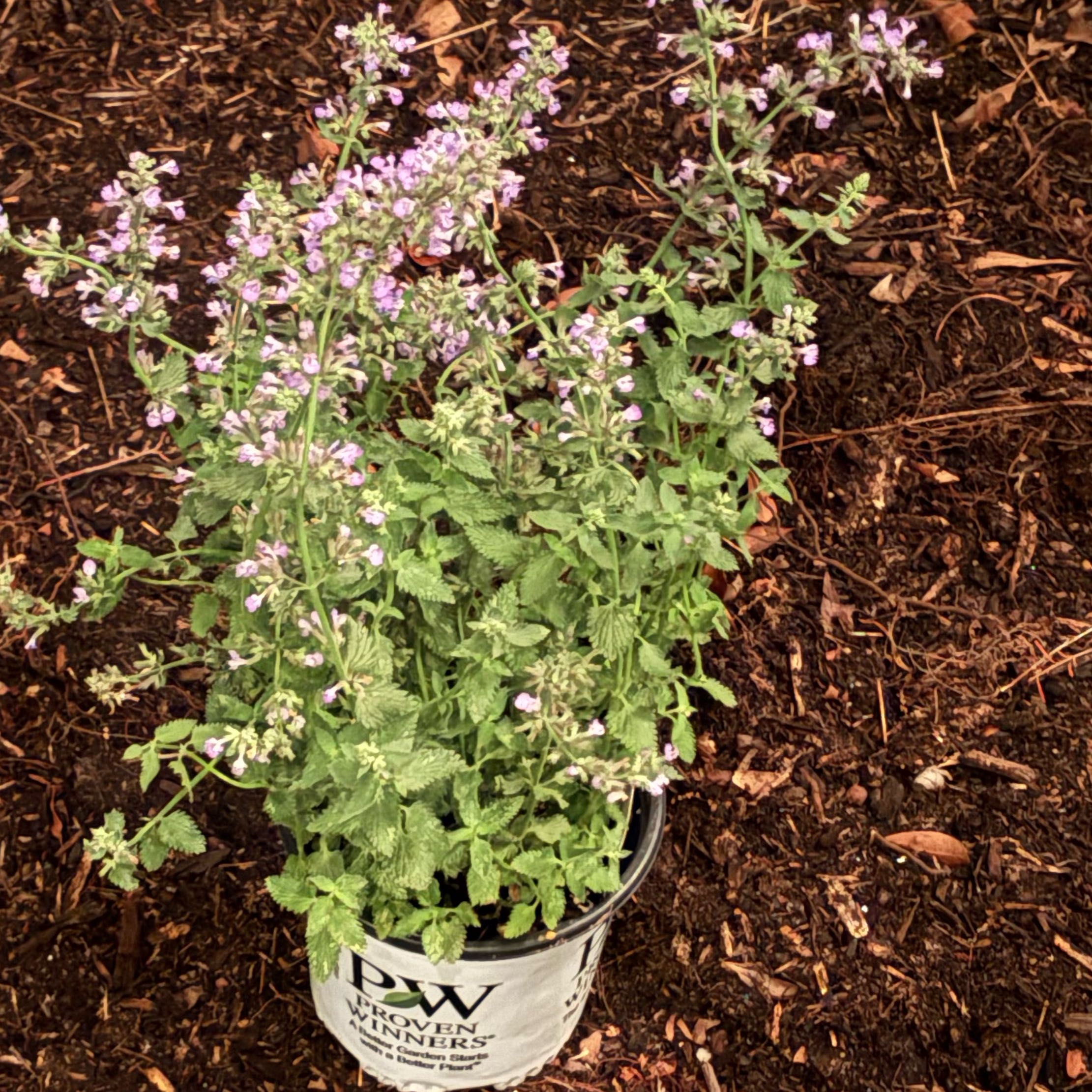 Photo of the plant species Cat's Meow Catmint by @MovingBogbean named Maya on Greg, the plant care app