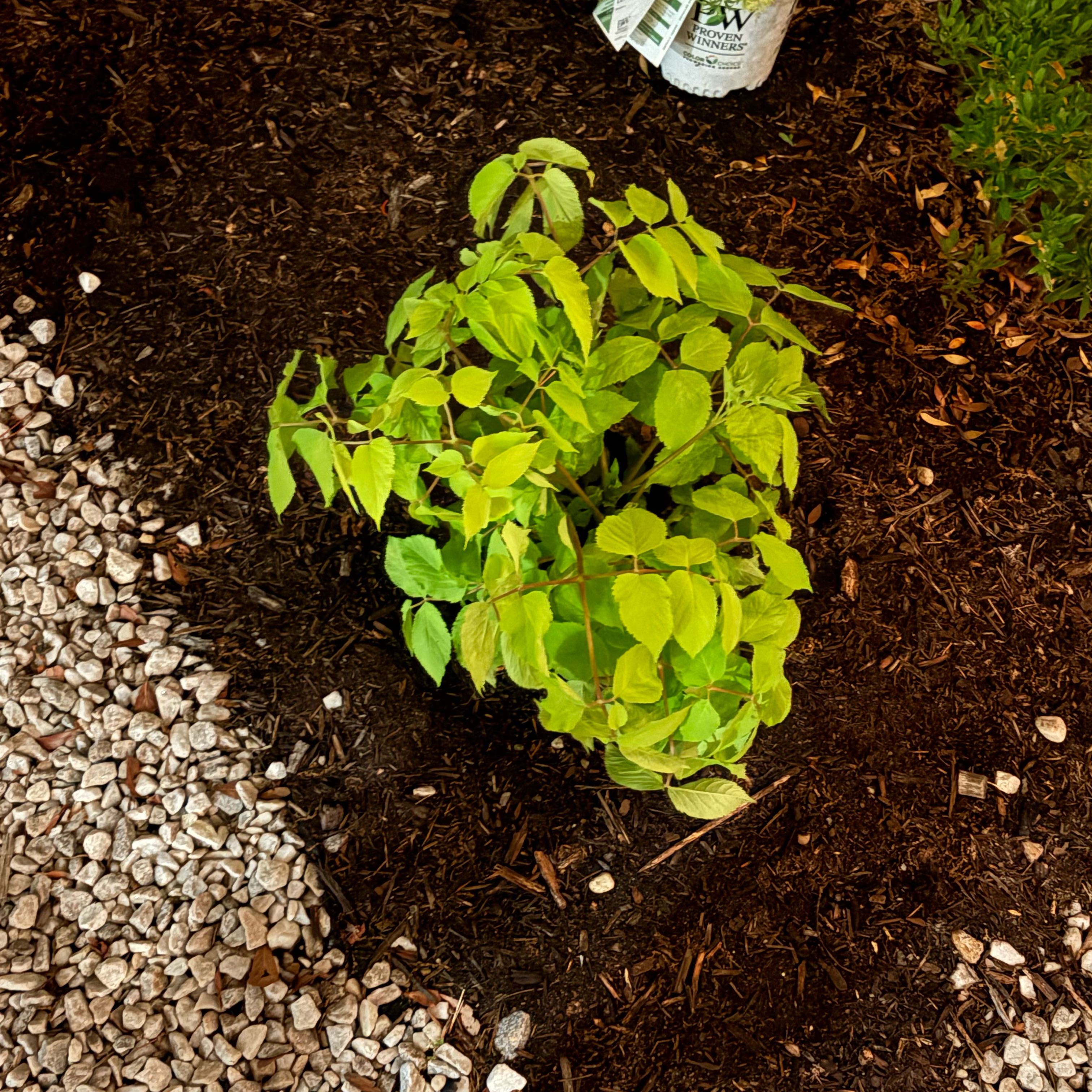 Photo of the plant species Sun King Aralia by @MovingBogbean named Gomez on Greg, the plant care app