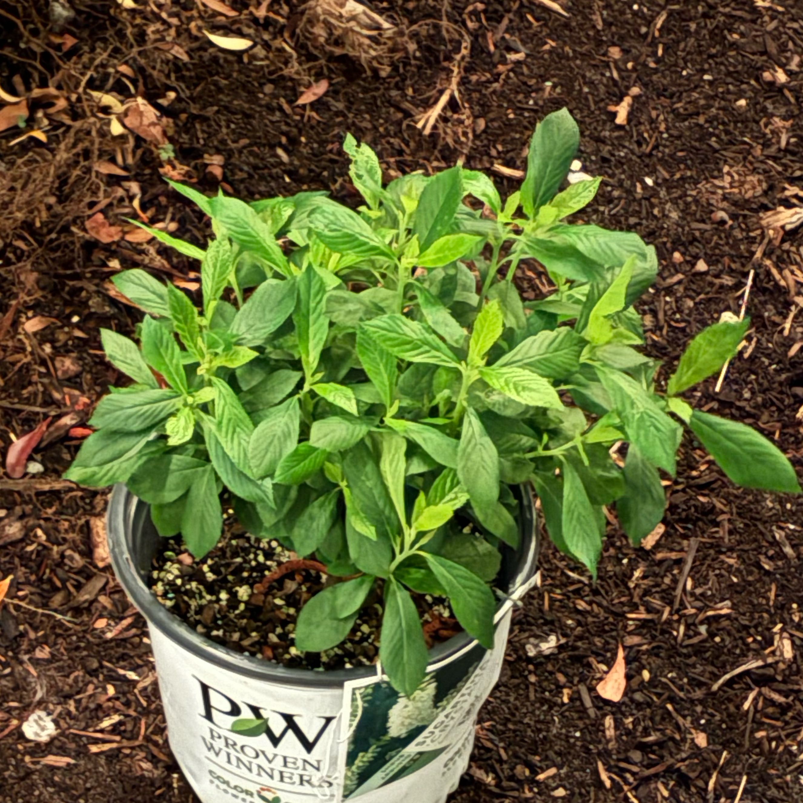 Photo of the plant species Itea 'Scentlandia' by @MovingBogbean named Elina on Greg, the plant care app