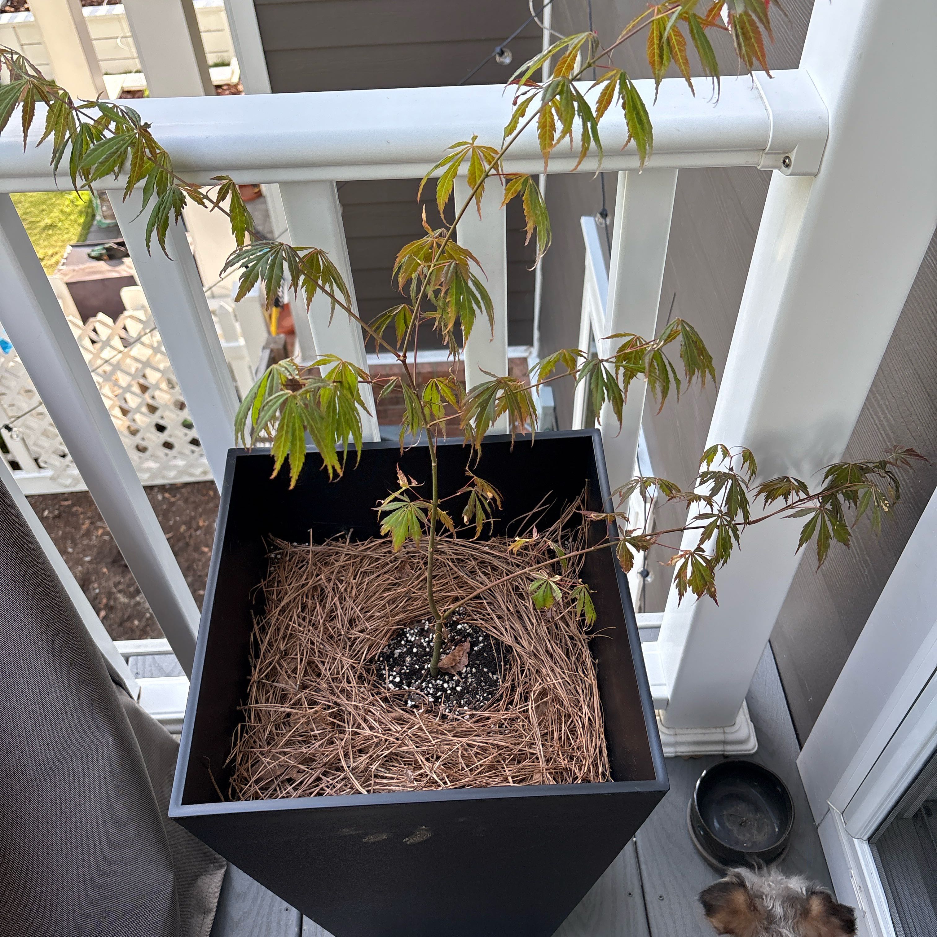 Photo of the plant species Laceleaf Japanese Maple by @MovingBogbean named Daphne on Greg, the plant care app