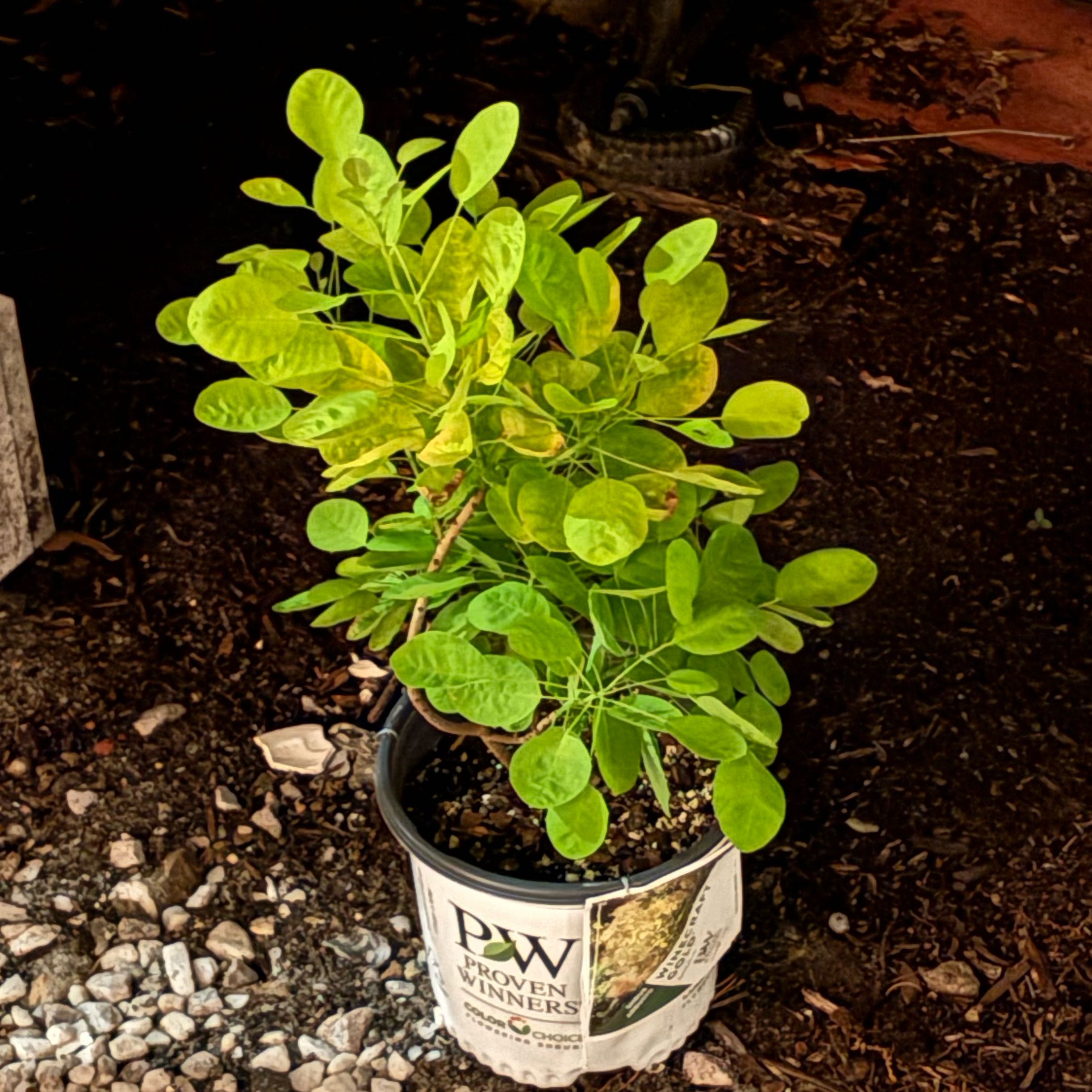 Photo of the plant species Winecraft Gold Smokebush by @MovingBogbean named Anne on Greg, the plant care app