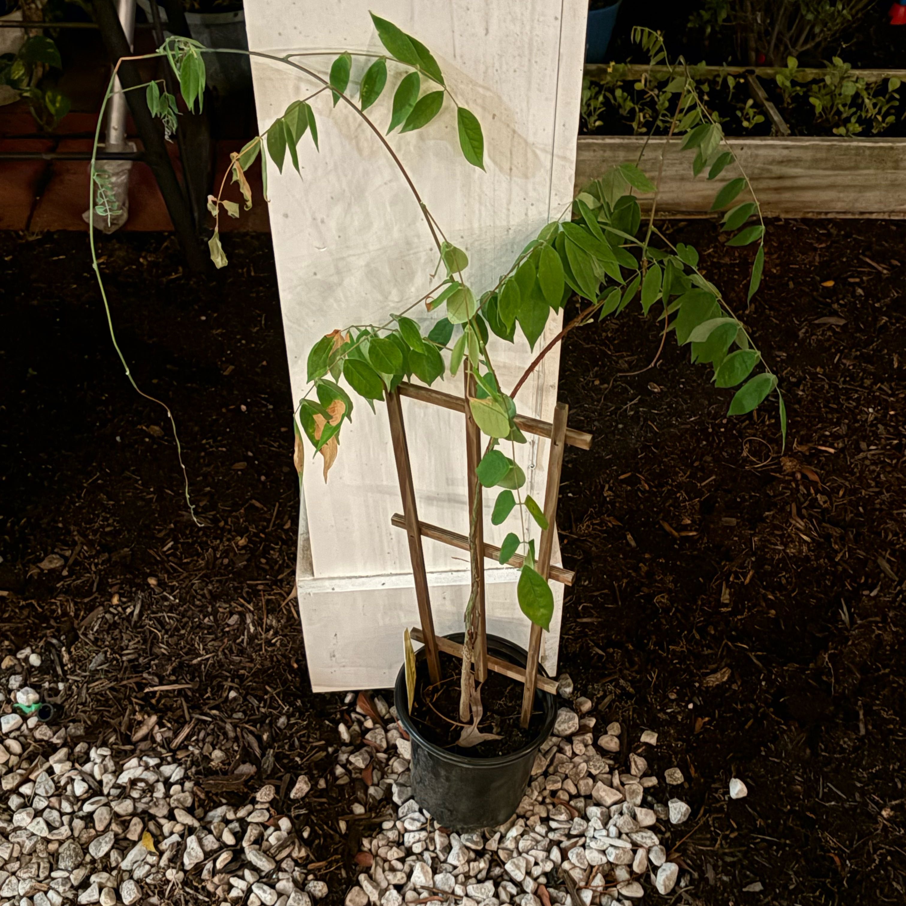Photo of the plant species Amethyst Falls Wisteria by @MovingBogbean named Scarlett on Greg, the plant care app