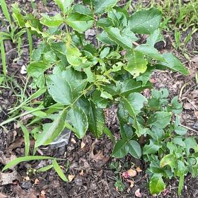 Photo of the plant species Hop Tree by @SwiftGoatweed74 named Willow on Greg, the plant care app