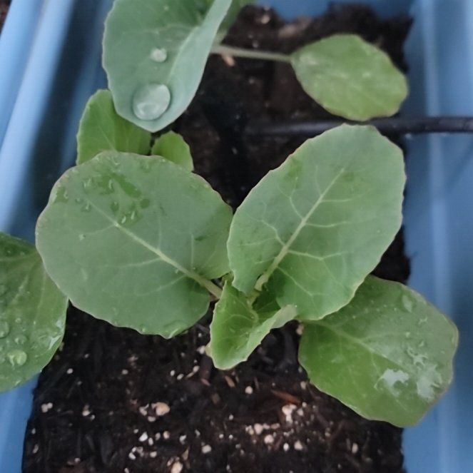 Photo of the plant species Cauliflower by @LitheDuncecap named Huckleberry Fern on Greg, the plant care app