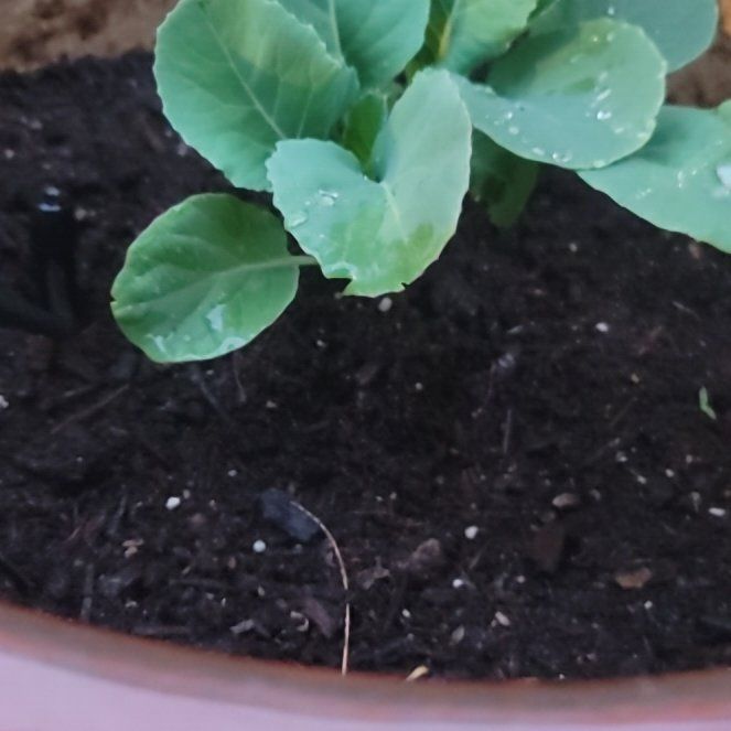 Photo of the plant species Cauliflower 'Snowball' by @LitheDuncecap named Khaleesi on Greg, the plant care app