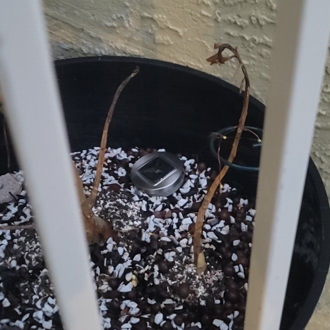 Photo of the plant species Desert Rose by @LitheDuncecap named Captain Plant-it on Greg, the plant care app
