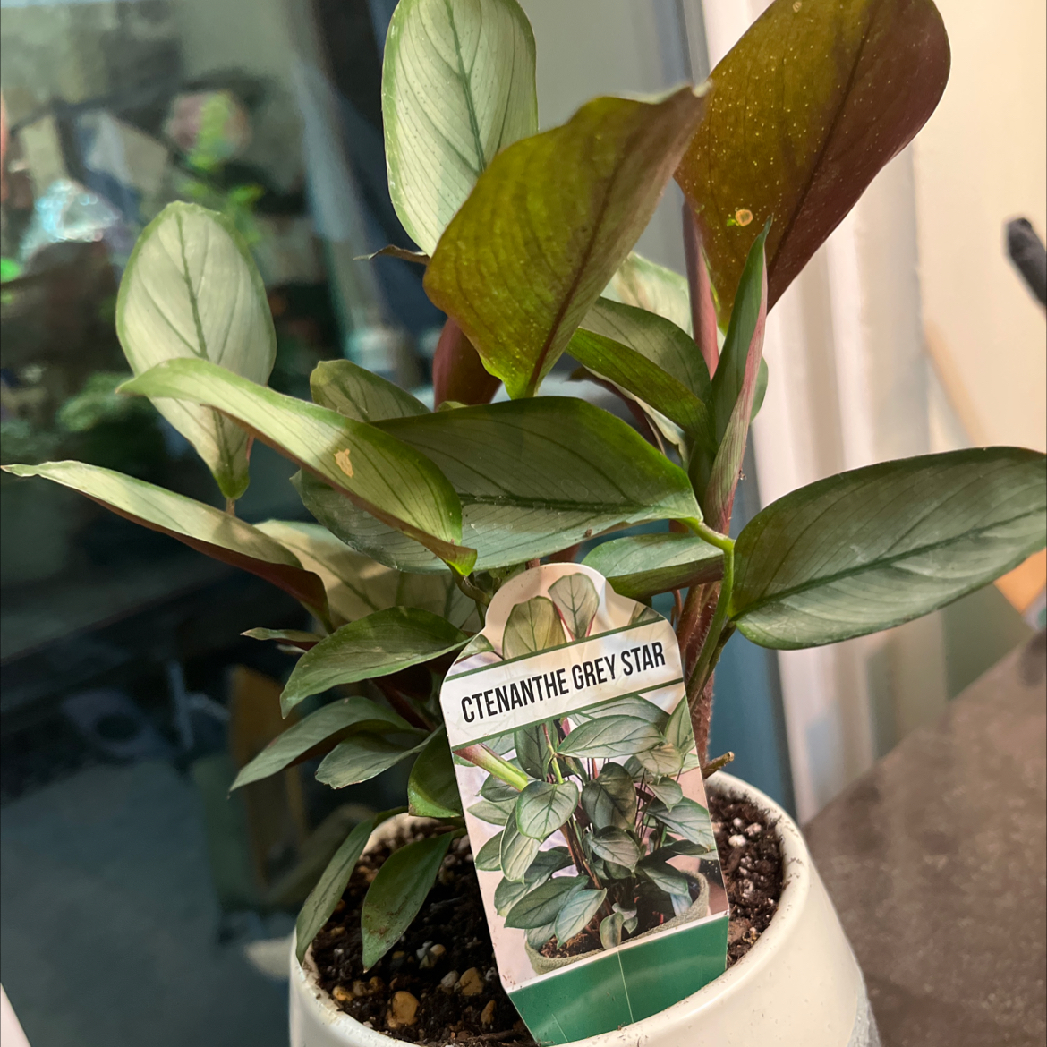 Photo of the plant species Ctenanthe by @Icyyy_xoxo named Athena on Greg, the plant care app
