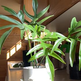 Photo of the plant species Philodendron Quercifolium by @yumplantslove named Sir Plancelot on Greg, the plant care app