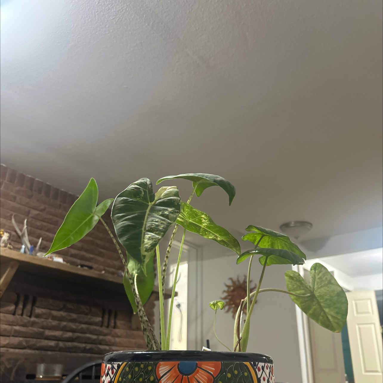 Photo of the plant species Frydek by @yumplantslove named moe on Greg, the plant care app