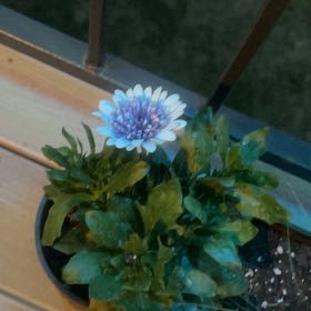 Photo of the plant species Osteospermum 4DTM by @DecorousClusia named Clooney on Greg, the plant care app