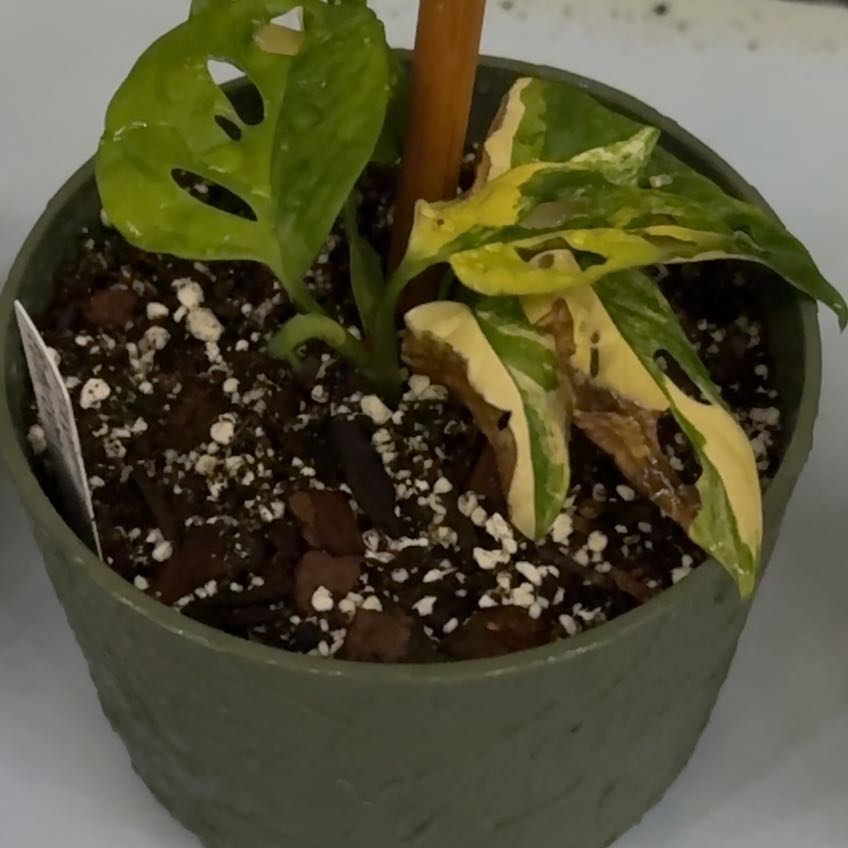 Photo of the plant species Monstera by @FairCaucalis28 named Darwin on Greg, the plant care app