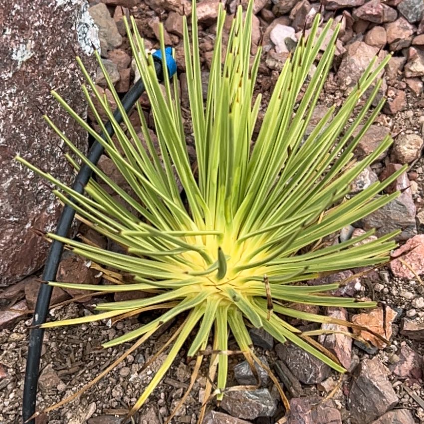 Photo of the plant species Dwarf Hedgehog Agave by @YesGabisan2 named Beckham on Greg, the plant care app