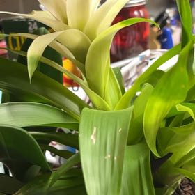 Photo of the plant species King of the Bromeliads by @DollTaciveria68 named Cleopatra on Greg, the plant care app
