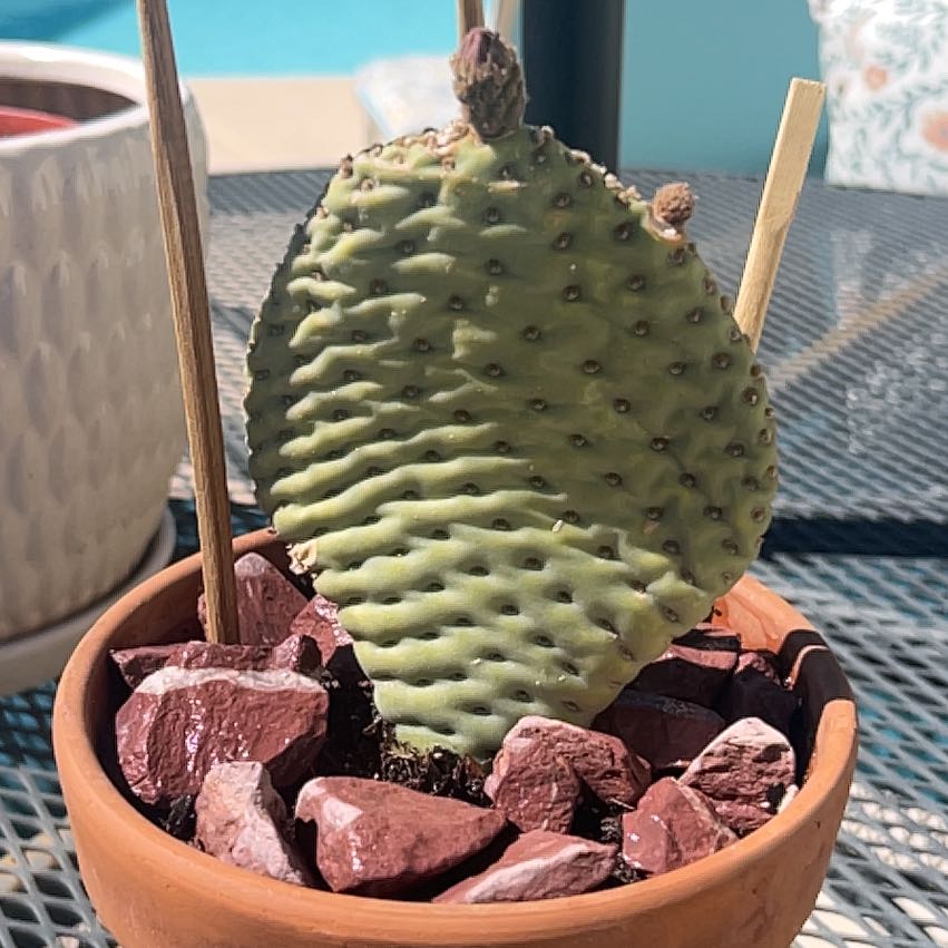Photo of the plant species Bakersfield Beavertail Cactus by @AngelYellowwort named Capt. Mead on Greg, the plant care app