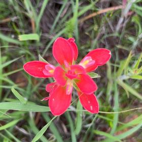 Photo of the plant species Texas Paintbrush by @ProperlyFern79 named Austen on Greg, the plant care app