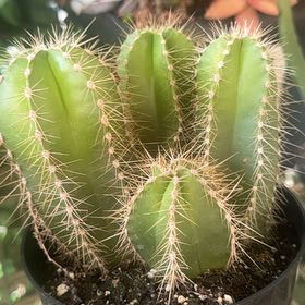 Photo of the plant species Stenocereus dumortierii by @DollNoni2 named 4 Lokos on Greg, the plant care app