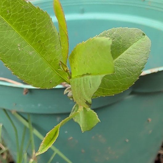 Photo of the plant species Strawberry-Tree by @OodlesKaro74 named Mollie on Greg, the plant care app