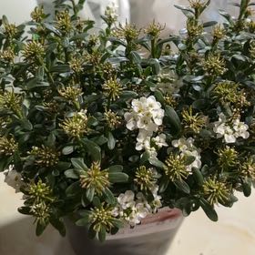 Photo of the plant species Dwarf Candytuft by @TrustingJade97 named Irelia on Greg, the plant care app