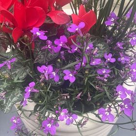 Photo of the plant species Edging Lobelia by @AgileAloeguido named Kobe on Greg, the plant care app
