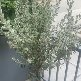 Photo of the plant species Cenicilla by @AgileAloeguido named Leonardo on Greg, the plant care app