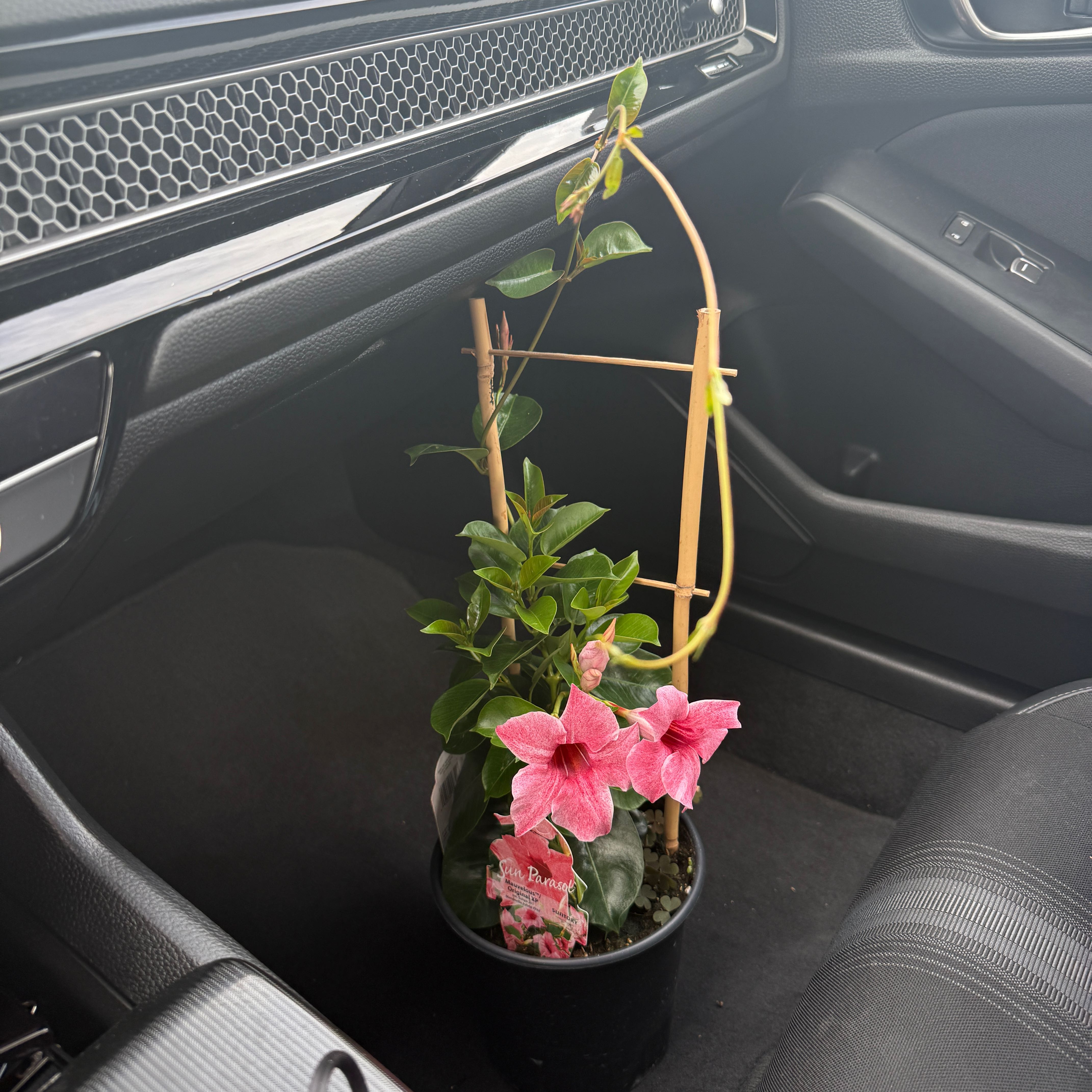 Photo of the plant species Sun Parasol Mandevilla by @SingularSpinach named Luna on Greg, the plant care app