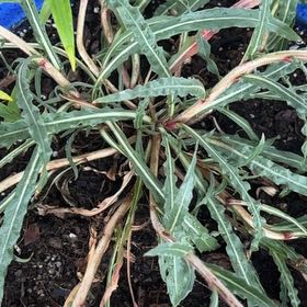 Photo of the plant species Fremont's Evening Primrose by @ArtisanAlbo named Sonora on Greg, the plant care app