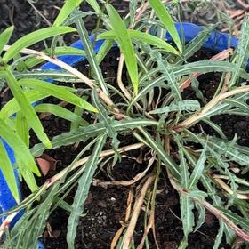 Photo of the plant species Fremont's Evening Primrose by @ArtisanAlbo named Fernie Saunders on Greg, the plant care app