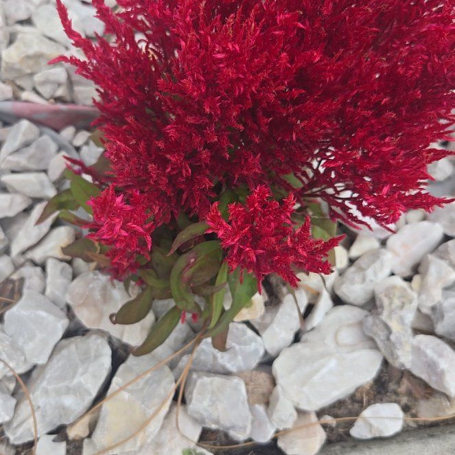 Photo of the plant species Prince's Feather by @EquablePigfern named Walt on Greg, the plant care app