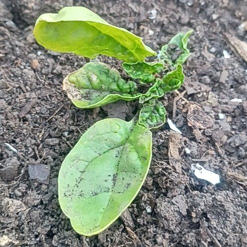 Photo of the plant species Malabar Spinach by @UrbaneWhitlavia named Foxxy on Greg, the plant care app