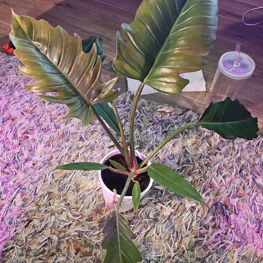 Photo of the plant species Philodendron 'Pluto' by @PrimeWaiuatua0 named Zion on Greg, the plant care app