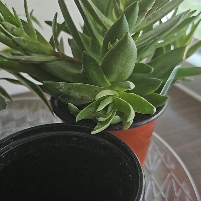 Photo of the plant species crassula red pogoda by @GentlemanRedcap named Pax on Greg, the plant care app