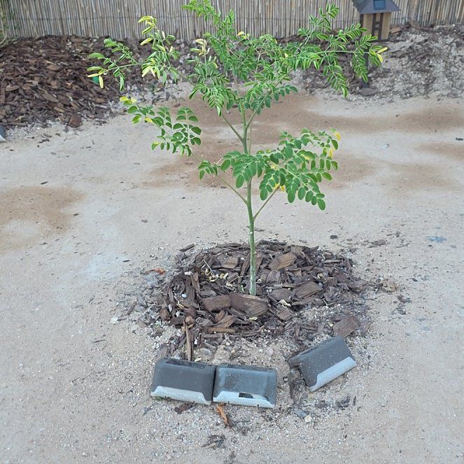 Photo of the plant species Benzoil Tree by @PureMarimo26 named Sigmund on Greg, the plant care app