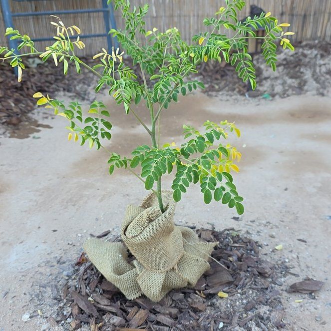 Photo of the plant species Benzoil Tree by @PureMarimo26 named Anne on Greg, the plant care app