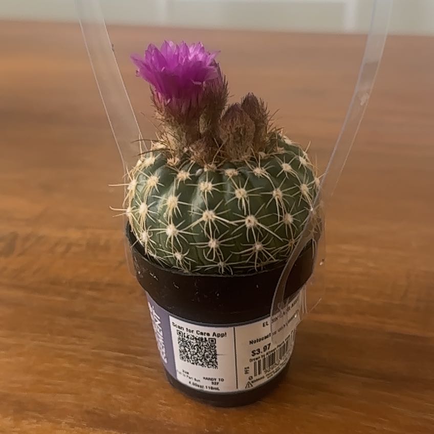 Mauricio the cactus