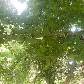 Photo of the plant species Italian Maple by @ChummyPepino75 named Duke on Greg, the plant care app