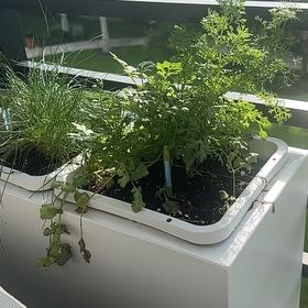 Photo of the plant species Cilantro 'Santo' by @CivilEspicia19 named Cilantro on Greg, the plant care app