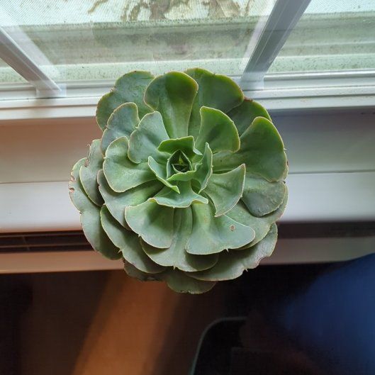 Photo of the plant species Echeveria 'Esmeralda' by @FabRedflax36 named Keanu Leaves on Greg, the plant care app