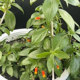 Photo of the plant species Candy Corn Vine by @UrbanePhlox41 named Rainier on Greg, the plant care app