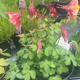 Photo of the plant species Aquilegia 'EarlybirdTM Red Yellow' by @CaringAchiote70 named da Vinci on Greg, the plant care app