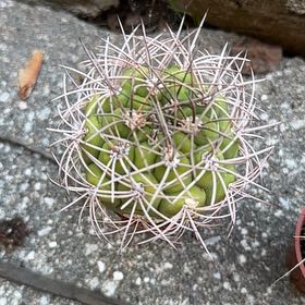 Photo of the plant species Queen of the Night by @PrimoLilliput52 named Duke on Greg, the plant care app