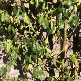 Photo of the plant species Ceanothus 'Skylark' by @ChiefQuincula51 named Bieber on Greg, the plant care app