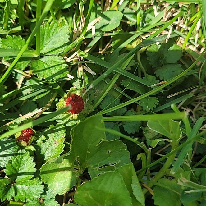 Photo of the plant species Mock Strawberry by @ArtisteSeaoxeye named Sigmund on Greg, the plant care app